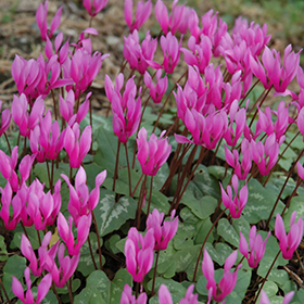 Plant Photo 4