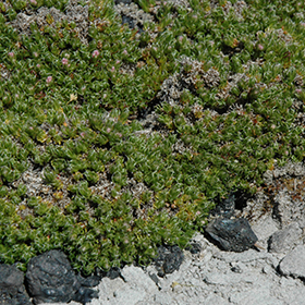 Plant Photo 7