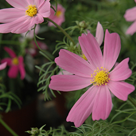 Plant Photo 7