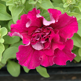 Plant Photo 10