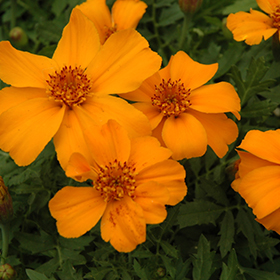 Plant Photo 9
