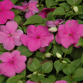 Plant Photo 8