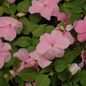 Plant Photo 6