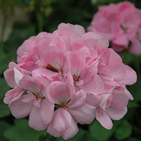 Plant Photo 9