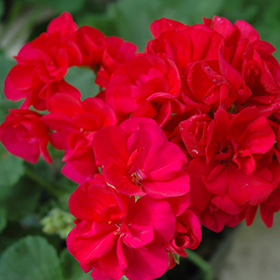 Plant Photo 7