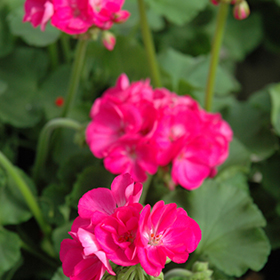 Plant Photo 7