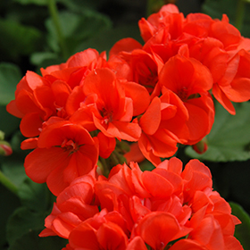 Plant Photo 4