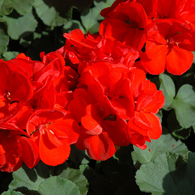 Plant Photo 6