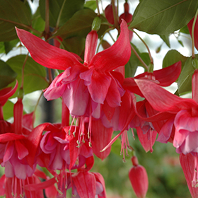 Plant Photo 1