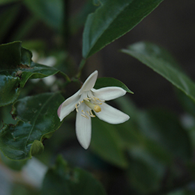 Plant Photo 5