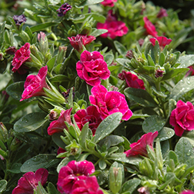 Plant Photo 10