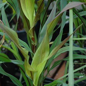 Plant Photo 5