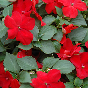 Plant Photo 9