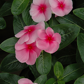 Plant Photo 3