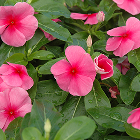 Plant Photo 7