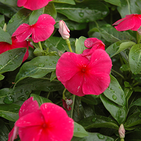 Plant Photo 5