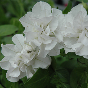 Plant Photo 6