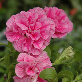 Plant Photo 2