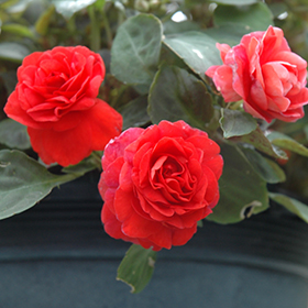 Plant Photo 1