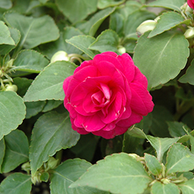 Plant Photo 10