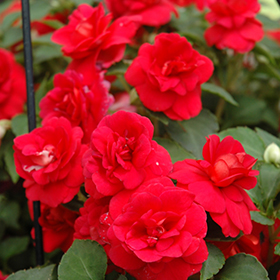 Plant Photo 3