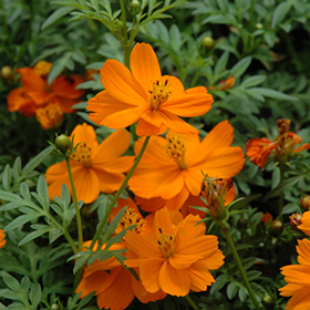Plant Photo 6