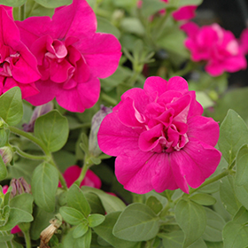 Plant Photo 3