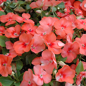 Plant Photo 4
