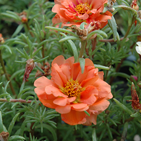 Plant Photo 5