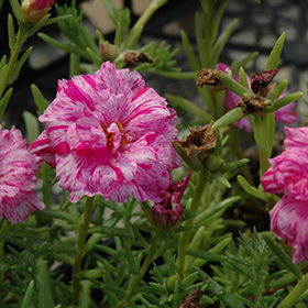 Plant Photo 7