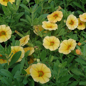 Plant Photo 9