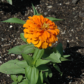 Plant Photo 10
