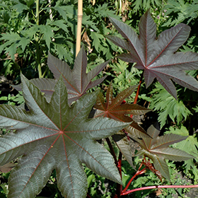 Plant Photo 10