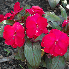 Plant Photo 3