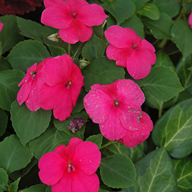 Plant Photo 1