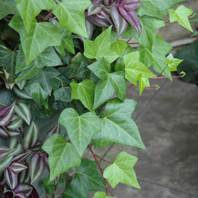 Plant Photo 4