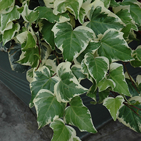 Plant Photo 5