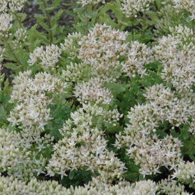 Plant Photo 9