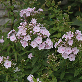 Plant Photo 10