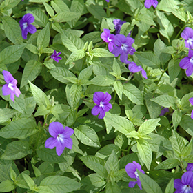 Plant Photo 7