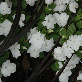 Plant Photo 2