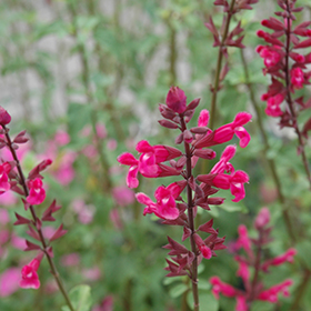 Plant Photo 2