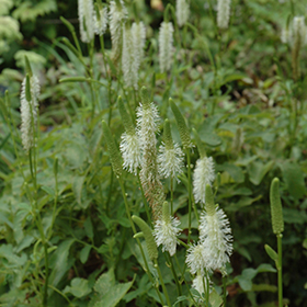 Plant Photo 4