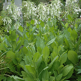 Plant Photo 8