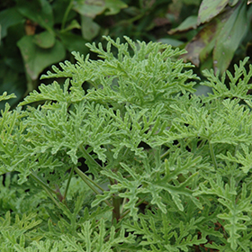 Plant Photo 3