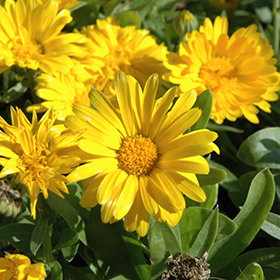 Plant Photo 2