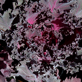 Plant Photo 1
