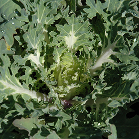 Plant Photo 4