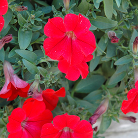 Plant Photo 10
