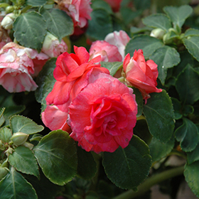 Plant Photo 6